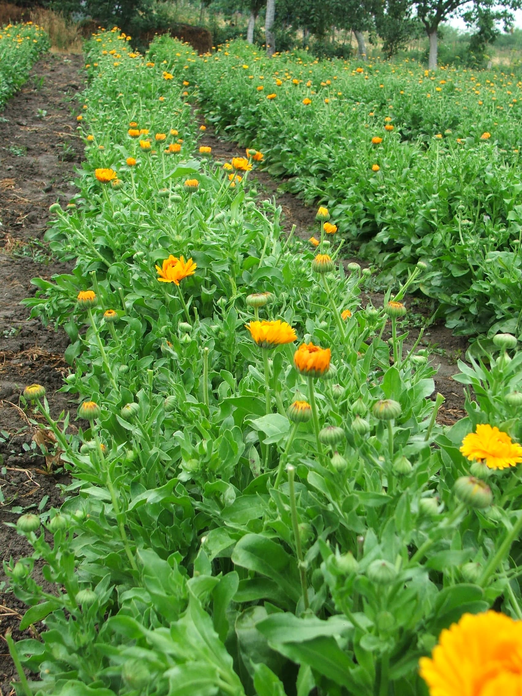 Agriculture