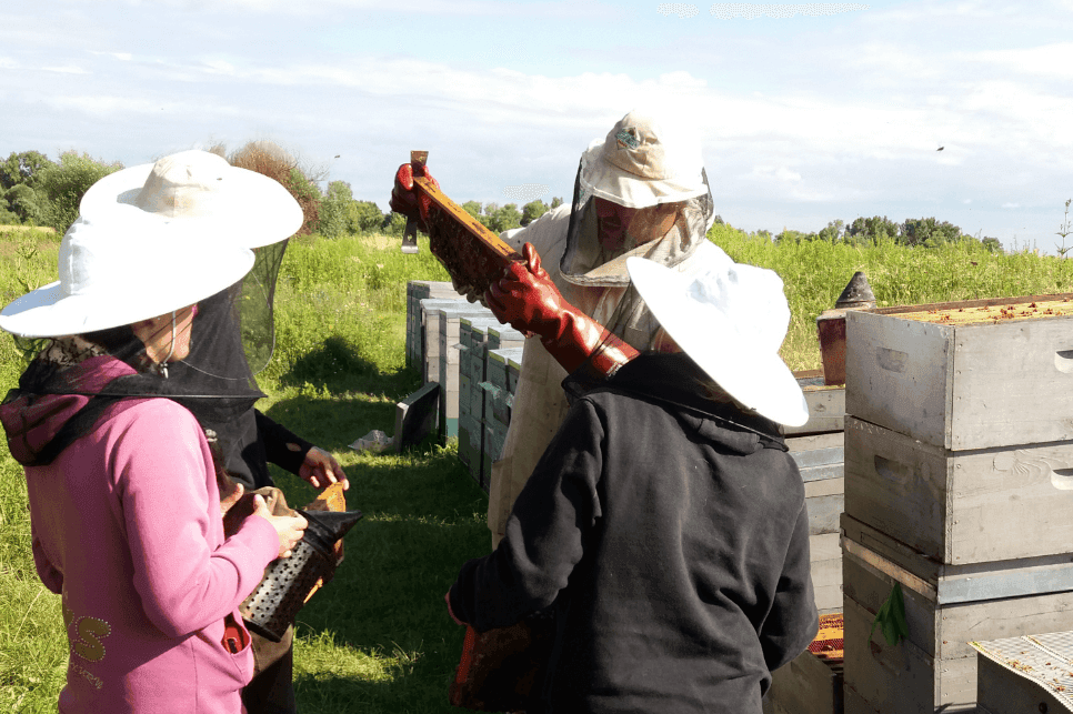 Piloting A Community Apiary