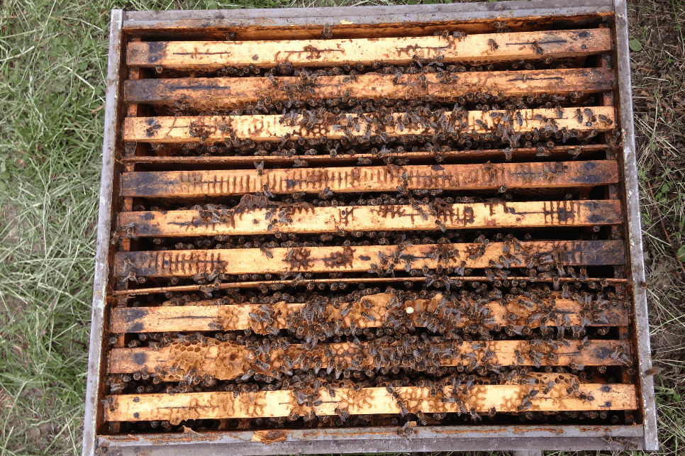 Piloting A Community Apiary