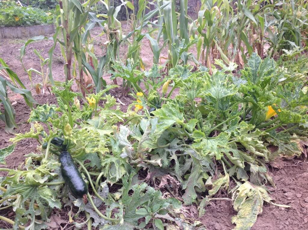 Community Garden In Csörög