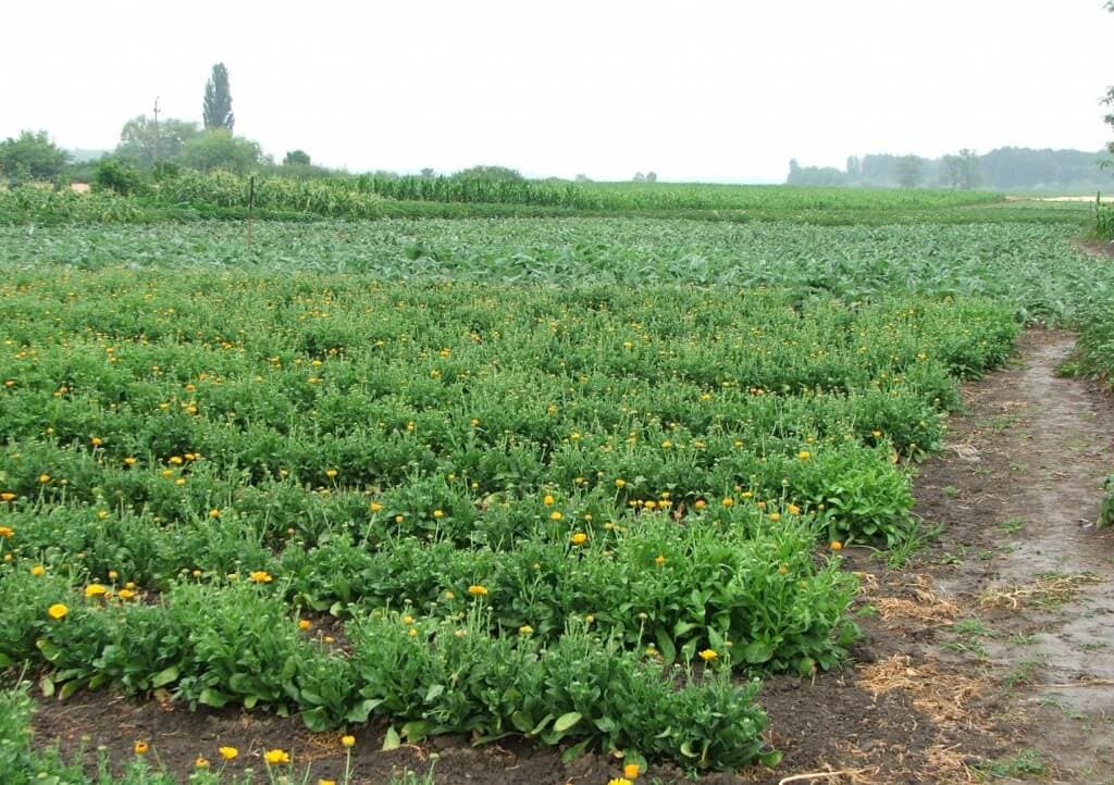 Agricultural Social Enterprise