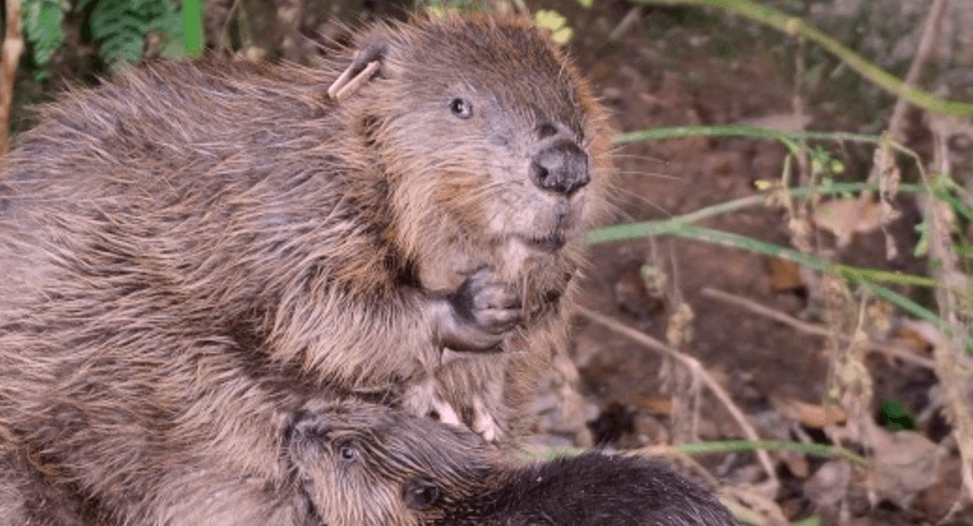 Devon Wildlife Trust