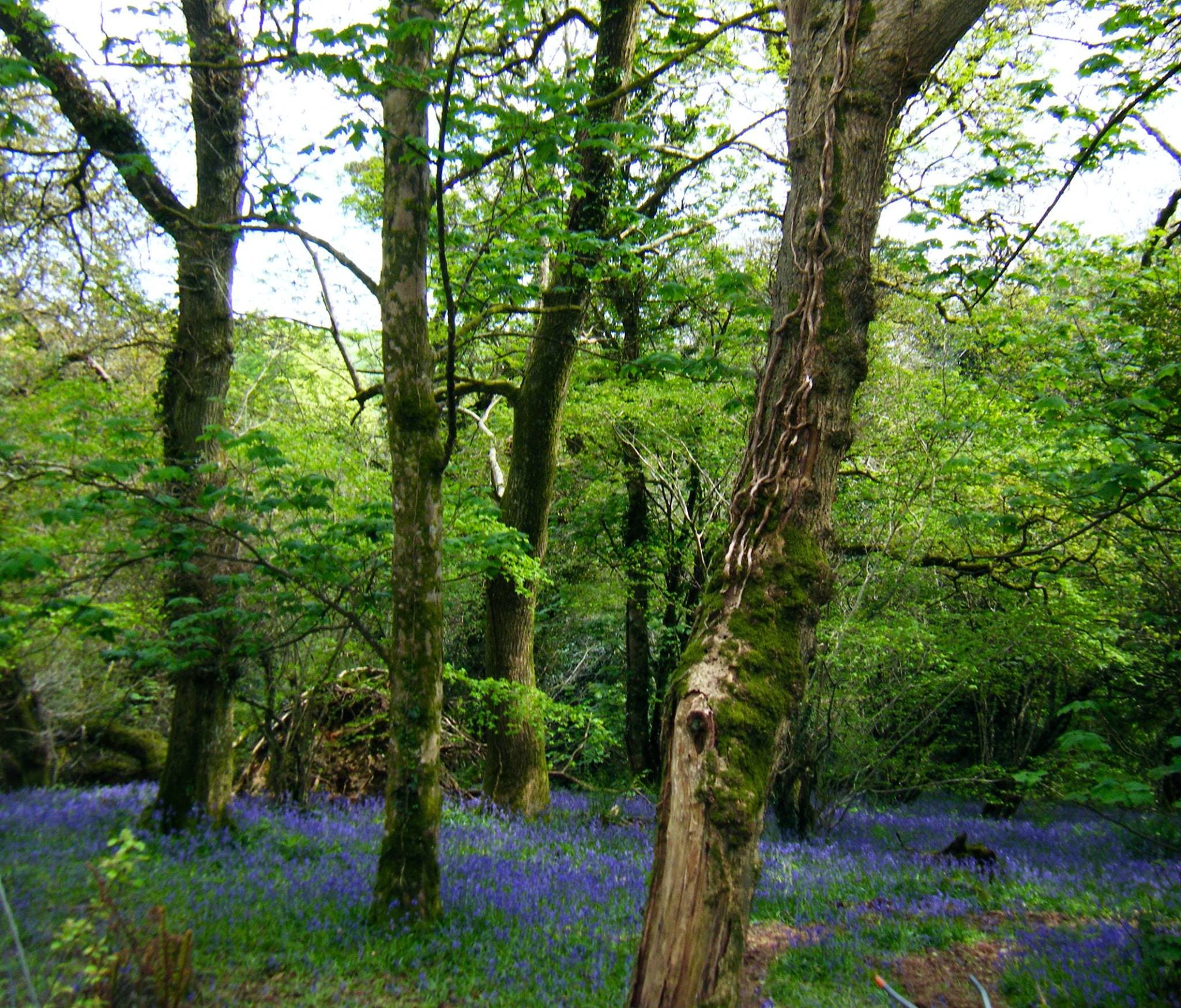 Deer Wood Trust